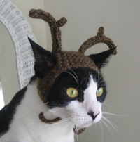 Kitty with antler on